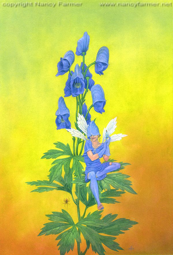 'Poison Flower Fairies: Aconitum Napellus, the Monkshood Fairy' - painting by Nancy Farmer