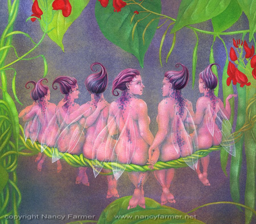 Close-up of 'The Flower Fairies go to Seed: Runner Beans'