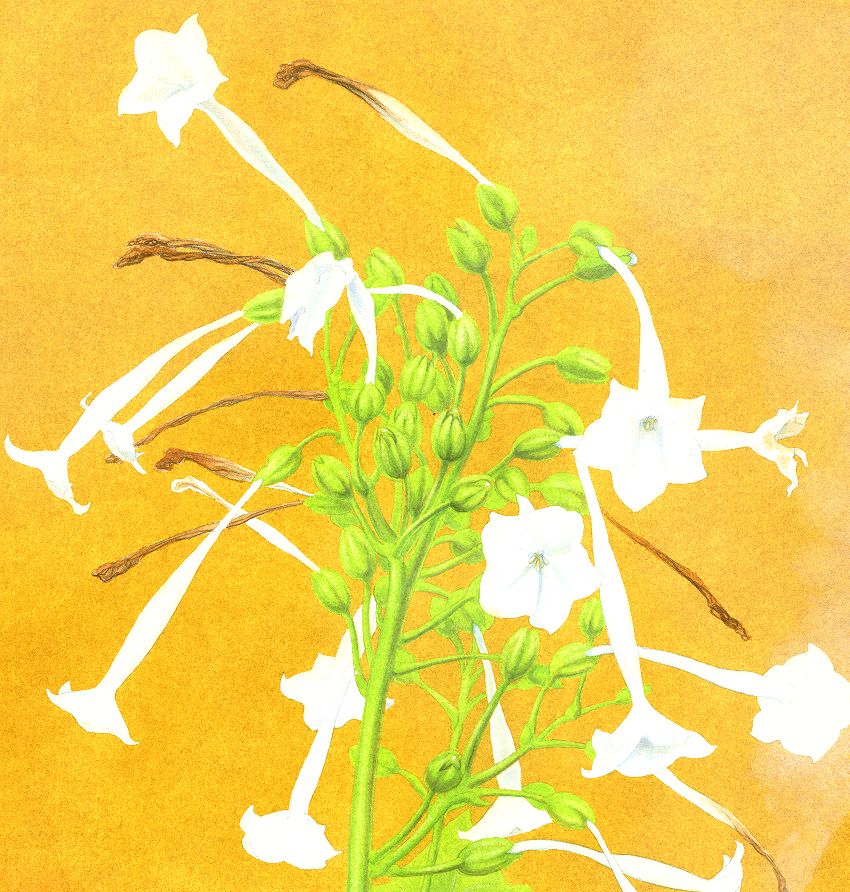 Painting: 'Nicotiana, the Tobacco Plant Fairy'