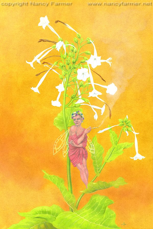 Painting: 'Nicotiana, the Tobacco Plant Fairy'