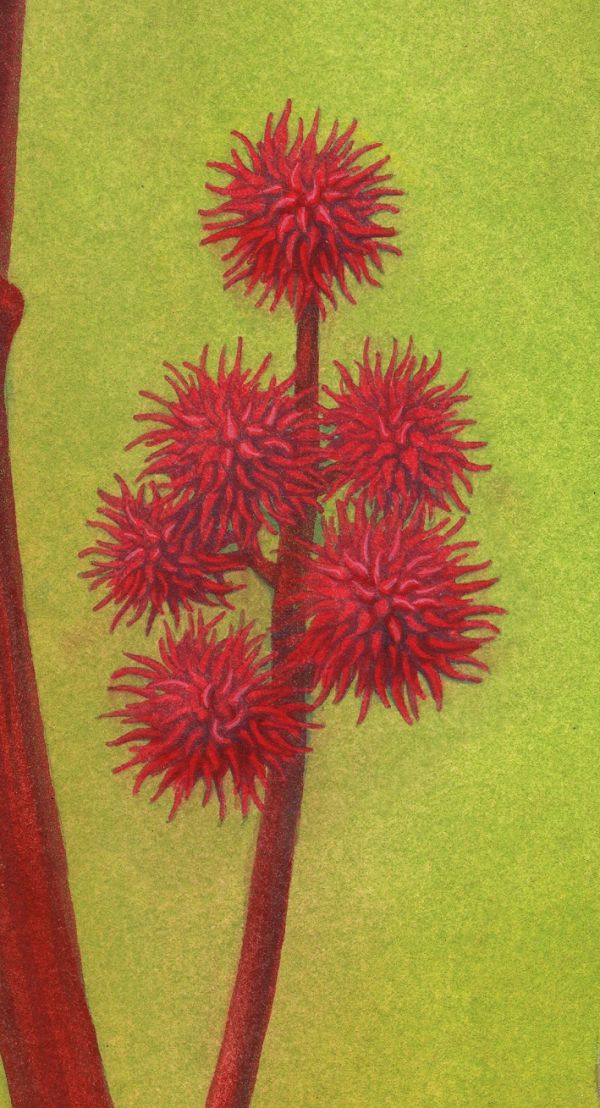 The Poison Flower Fairies: Ricinus Communis - close-up image 5