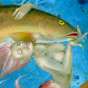 thumbnail of Fishwife