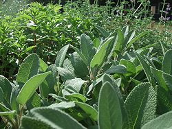 Moor Plants herbs