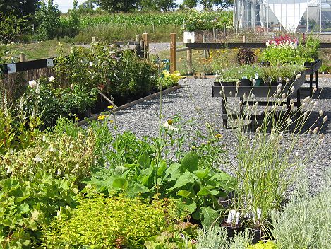 Moor Plants outside display