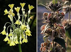 Primula Florindae and Phlomis-samia