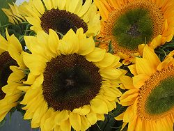 Sunflowers at Moor Plants