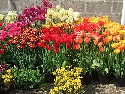 Tulips at Moor Plants